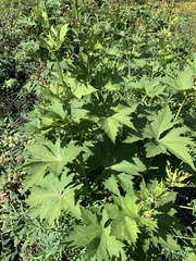 Napaea dioica