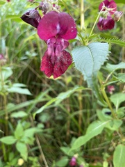 Impatiens glandulifera