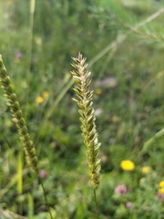Cynosurus cristatus