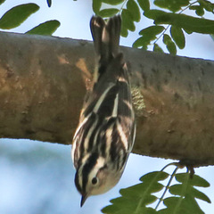 Mniotilta varia