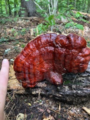 Ganoderma tsugae