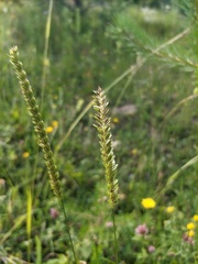 Cynosurus cristatus