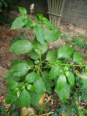 Phytolacca americana