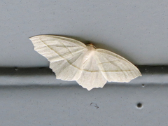 Campaea perlata