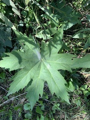 Napaea dioica