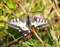 Papilio machaon