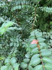 Lagerstroemia subcostata