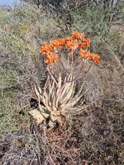 Aloe hereroensis
