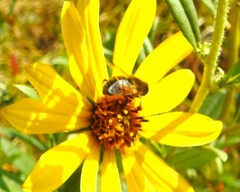 Eristalis tenax