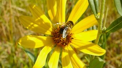Eristalis tenax