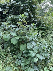 Vitis labrusca