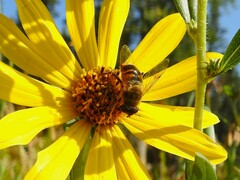 Eristalis tenax