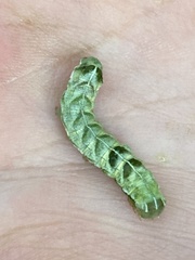 Melanchra persicariae