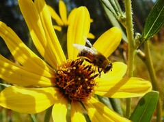 Eristalis tenax