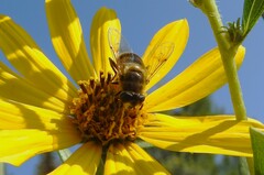Eristalis tenax