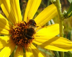 Eristalis tenax