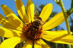Eristalis tenax