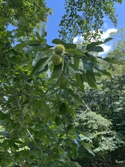Castanea mollissima