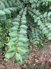 Lagerstroemia subcostata