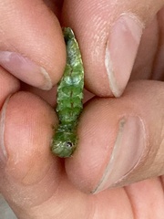 Melanchra persicariae