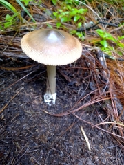 Amanita pachycolea