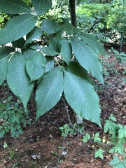 Carya glabra