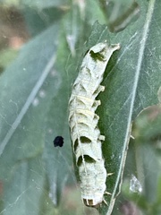 Melanchra persicariae