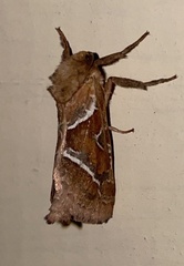 Triodia sylvina