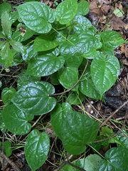 Matelea carolinensis