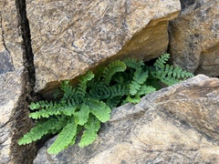 Adiantum aleuticum