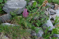 Pedicularis