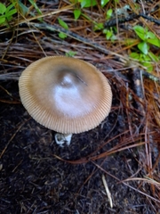 Amanita pachycolea