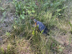 Chrysemys picta picta