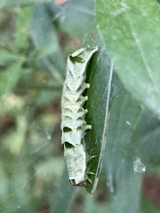 Melanchra persicariae