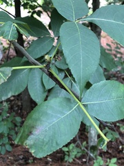 Carya glabra