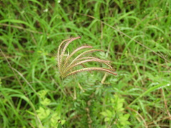 Chloris