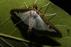 Cydalima perspectalis