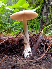 Amanita pachycolea