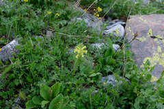 Pedicularis condensata