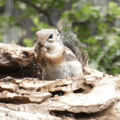 Ammospermophilus harrisii