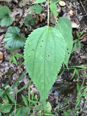 Boehmeria cylindrica