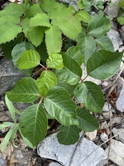 Toxicodendron