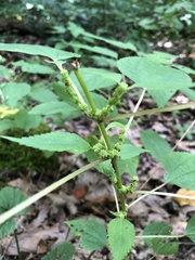 Boehmeria cylindrica