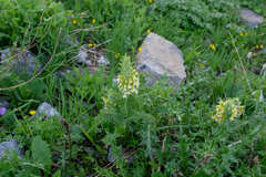 Pedicularis condensata