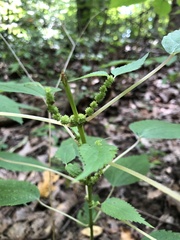 Boehmeria cylindrica