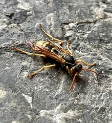 Polistes aurifer