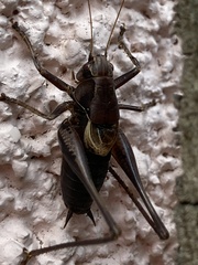 Pholidoptera griseoaptera