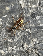 Polistes aurifer