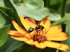 Isodontia