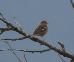 Fringilla coelebs